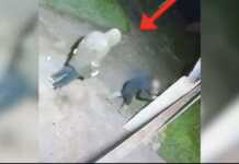 Kapen “hajdutë në seri” në Tiranë: 38-vjeçari dhe bashkëpunëtori arrestohen pas grabitjes në Vorë