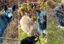 Qentë blu të Çernobilit nuk janë efekt i rrezatimit, por “pasojë e sjelljeve jo higjenike”