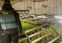 Spanjë: Arrestohet shqiptari kishte bërë plantacion të madh marihuane në banesë