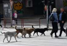 Skandal ndërkufitar: Qentë endacakë të Shqipërisë trafikohen drejtt Maqedonisë së Veriut