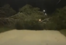 Era e fortë bllokon rrugët në Vlorë, pisha rrëzohen në zonën e Zvërnecit