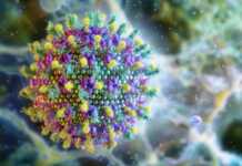 OBSH: Rreziku nga virusi Nipah në Indi konsiderohet i ulët, asnjë përhapje e re deri tani