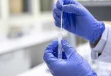 Koreja e Jugut konfirmon rastin e tetë të murtajës afrikane të derrave në 2026