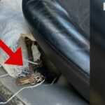 Operacioni “Aksi” në Mat, arrestohet 46-vjeçari që qarkullonte i dehur dhe me pushkë në makinë