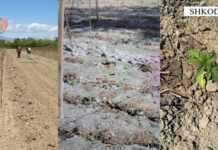 Parcelë kanabisi në Shkodër, arrestohen babë e bir në Dajç