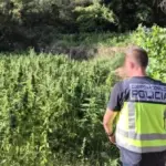 Operacion antidrogë në Spanjë, arrestohen dy shqiptarë për plantacion marijuane në zonën natyrore të Valencias