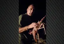 “Nuk mund ta duroja atë që po shihja”/ Aktivisti francez paguan 300 euro për karavidhen dhe e liron në det